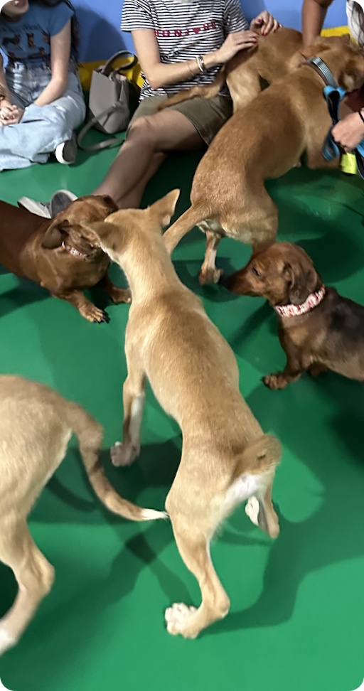 UAE Pet Adoption Day Event - Bearlots Furry Friends